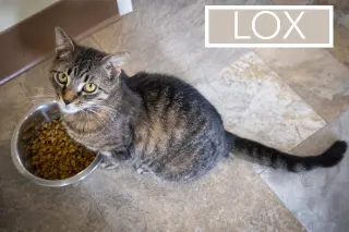 Lox (FCID# 03/02/2026 - 76 Christiana foster) C