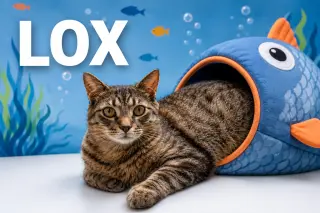Lox (FCID# 03/02/2026 - 76 Christiana foster) C