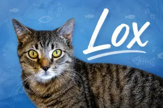 Lox (FCID# 03/02/2026 - 76 Christiana foster) C