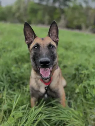 Priscilla - Located in Georgia