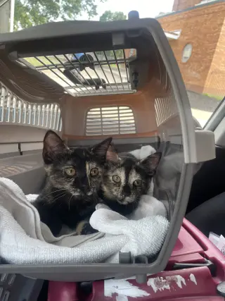 Qayla (and Quynn)