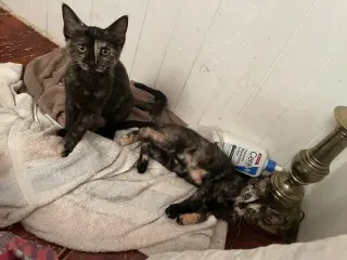 Qayla (and Quynn)