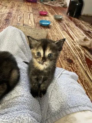 Qayla (and Quynn)