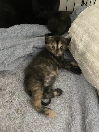 Qayla (and Quynn)