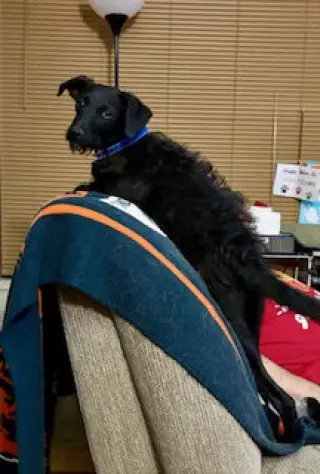 Scotty