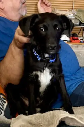 Scotty