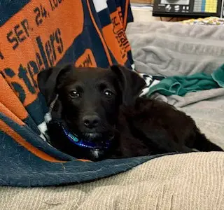 Scotty