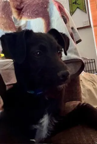 Scotty