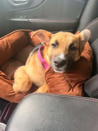 Abileen Nova