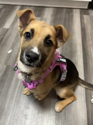 Abileen Nova