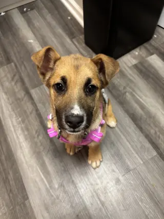 Abileen Nova