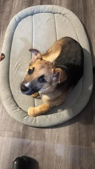 Abileen Nova