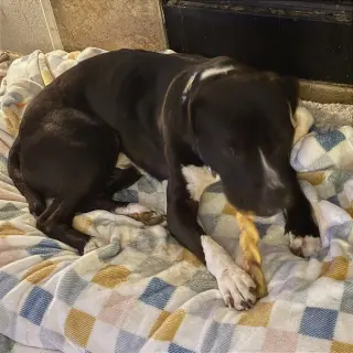 Angus