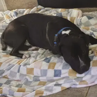 Angus