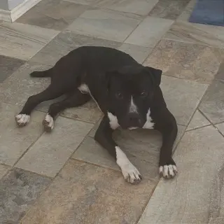 Angus