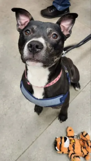 Lincoln *Adopt or Foster*