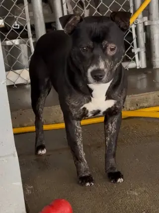Lincoln *Adopt or Foster*