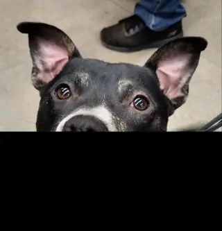 Lincoln *Adopt or Foster*