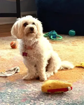 BONNIE