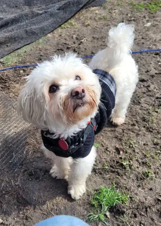 BONNIE