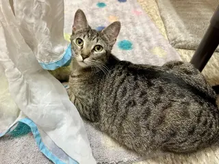Whiskers