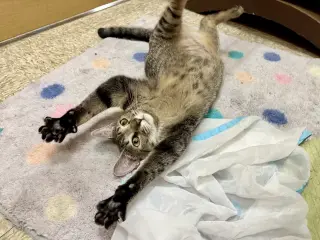 Whiskers