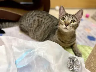 Whiskers