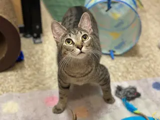 Whiskers