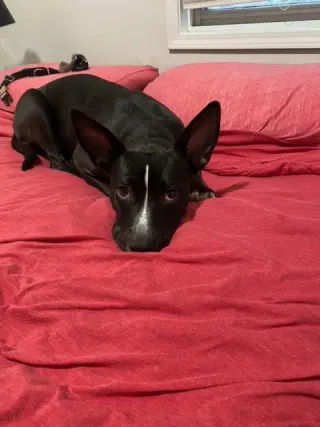 Banderita