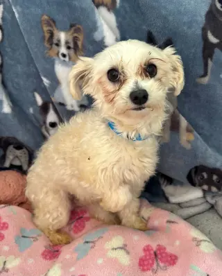 Snickers Mar 26