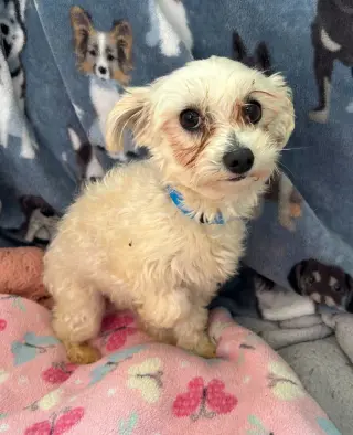 Snickers Mar 26