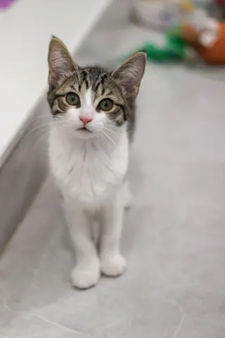 Bluebell (must be adopted with Mama Spring)
