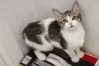 Bluebell (must be adopted with Mama Spring)