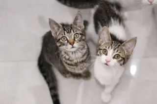 Bluebell (must be adopted with Mama Spring)