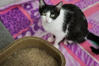 Mama Spring (must be adopted with Bluebell)
