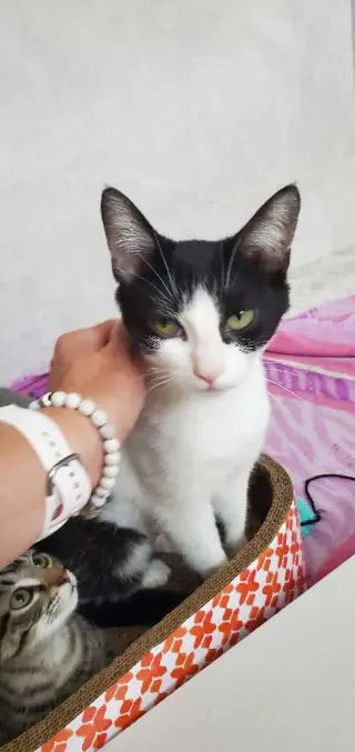Mama Spring (must be adopted with Bluebell)