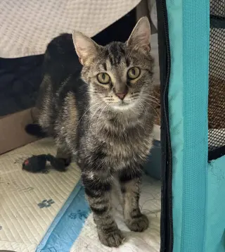 Bernadette