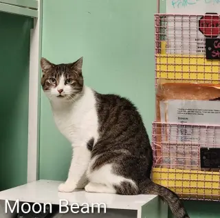 Moon Beam