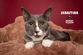 SEBASTIAN
