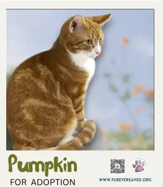 Pumpkin