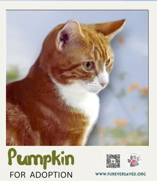 Pumpkin