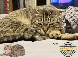 Kiwi