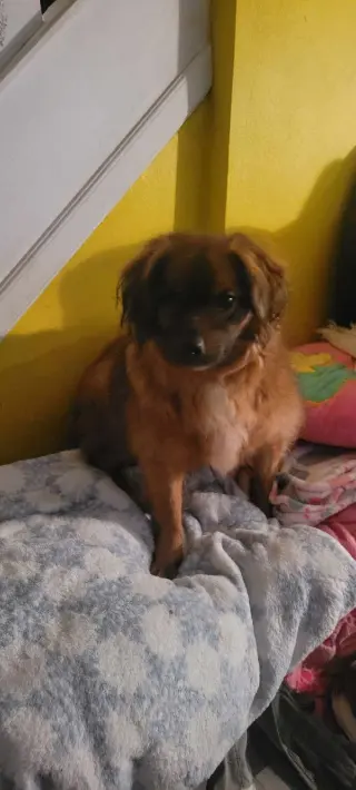 Jack jr.