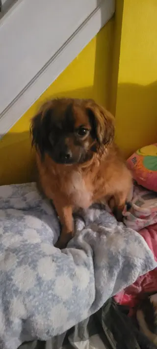 Jack jr.