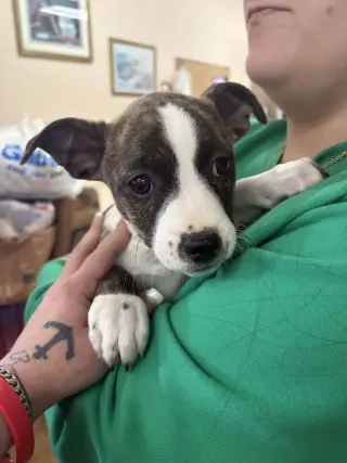 Pit Bull Mix Pups