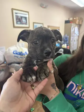 Pit Bull Mix Pups