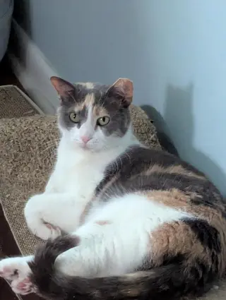 PEBBLES!