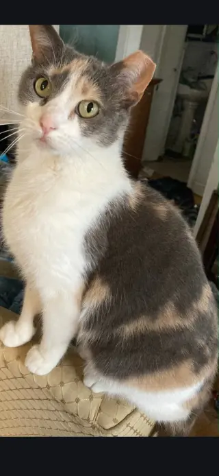 PEBBLES!