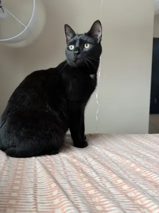 PeeWee