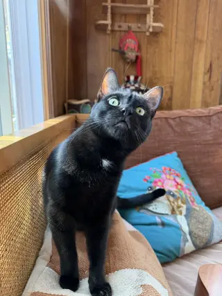 PeeWee